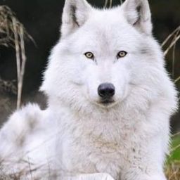 Website preview